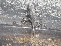 Sceloporus grammicus