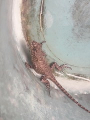 Sceloporus grammicus