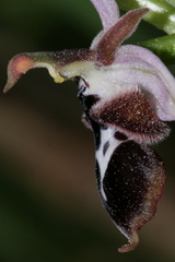 Ophrys reinholdii reinholdii