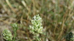 Polygala aspalatha