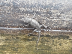 Sceloporus grammicus