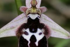 Ophrys reinholdii reinholdii