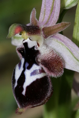 Ophrys reinholdii reinholdii