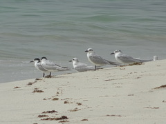 Gelochelidon nilotica