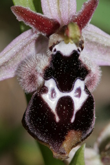 Ophrys reinholdii reinholdii