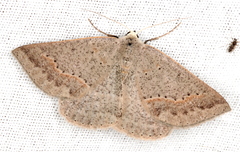 Nearcha tristificata