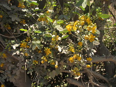 Senna bicapsularis