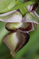 Ophrys reinholdii reinholdii