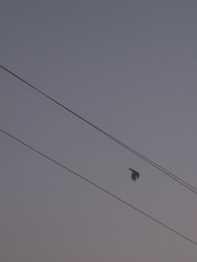 Eudynamys scolopaceus