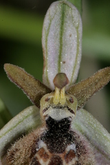 Ophrys reinholdii reinholdii