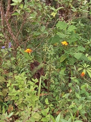 Comaclinium montanum