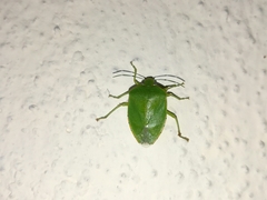 Chinavia marginata