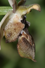 Ophrys reinholdii reinholdii