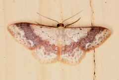 Idaea halmaea