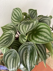 Peperomia argyreia