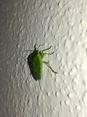Chinavia marginata