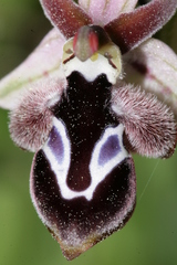 Ophrys reinholdii reinholdii