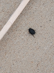 Eusattus reticulatus