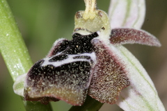 Ophrys reinholdii reinholdii