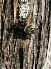 Laphria affinis