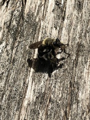 Laphria affinis