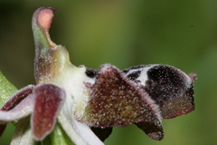 Ophrys reinholdii reinholdii