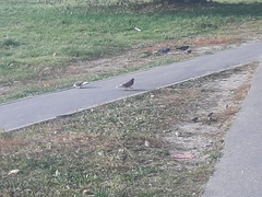 Columba livia domestica