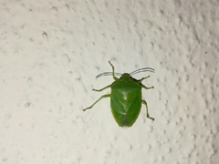 Chinavia marginata