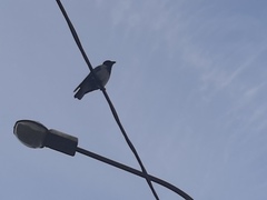 Corvus cornix