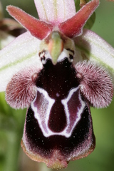 Ophrys reinholdii reinholdii