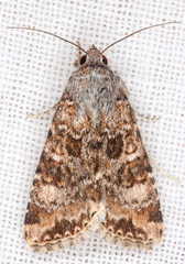 Heliothis punctifera