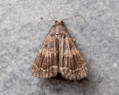 Hydrillodes hemusalis