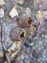 Fistulobalanus kondakovi