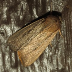 Leucania oaxacana