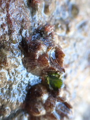 Fistulobalanus kondakovi
