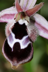Ophrys reinholdii reinholdii