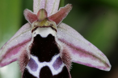 Ophrys reinholdii reinholdii