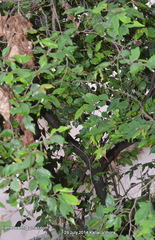 Magnoliopsida