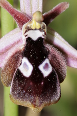 Ophrys reinholdii reinholdii