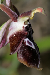 Ophrys reinholdii reinholdii