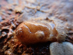 Asterocarpa