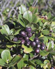 Rhaphiolepis umbellata