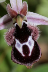 Ophrys reinholdii reinholdii