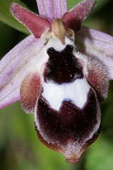 Ophrys reinholdii reinholdii
