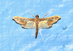 Gonocausta