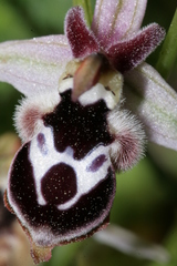 Ophrys reinholdii reinholdii