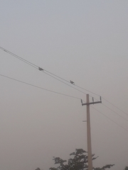 Streptopelia senegalensis