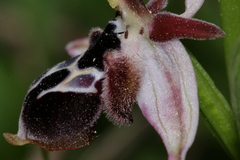 Ophrys reinholdii reinholdii