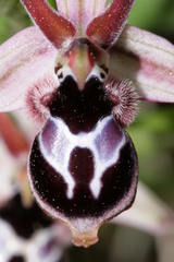 Ophrys reinholdii reinholdii