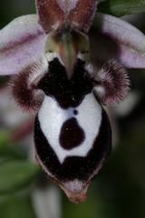 Ophrys reinholdii reinholdii